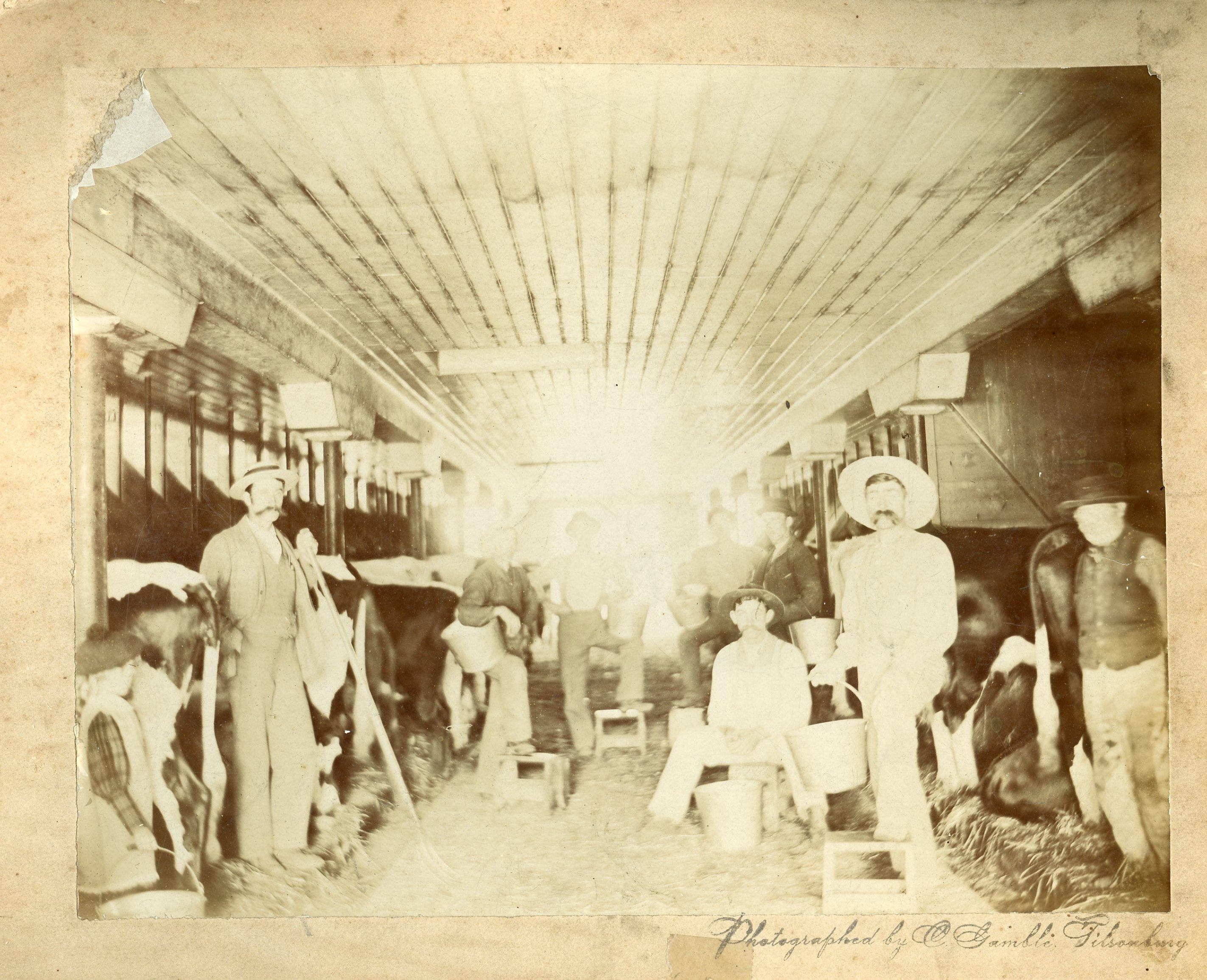 Interior of the Annandale barn. Black and white cows are standing in stalls. Eight man are posing in the barn holding metal pails and pitchforks. A small child is standing to the left of the photo holding a pail and wearing a hat.